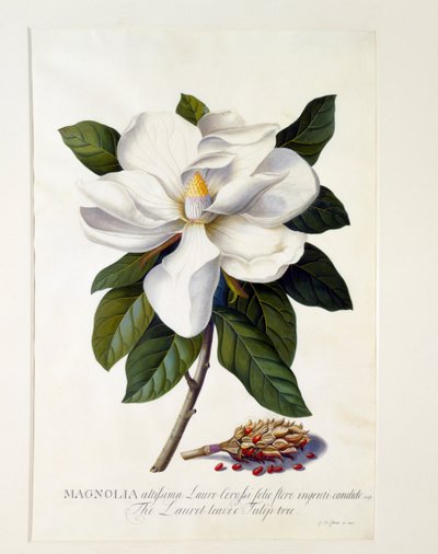 Magnolia Grandiflora, c. 1743 incisione colorata a mano da "Georg Dionysius Ehret