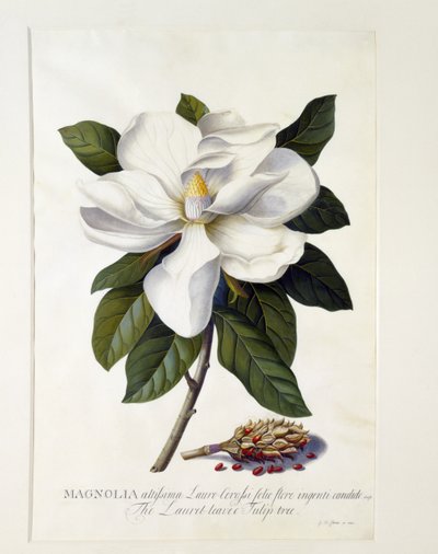 Magnolia grandiflora, c.1743 da Georg Dionysius Ehret