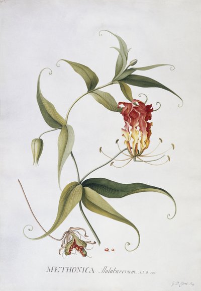 Methonica da Georg Dionysius Ehret
