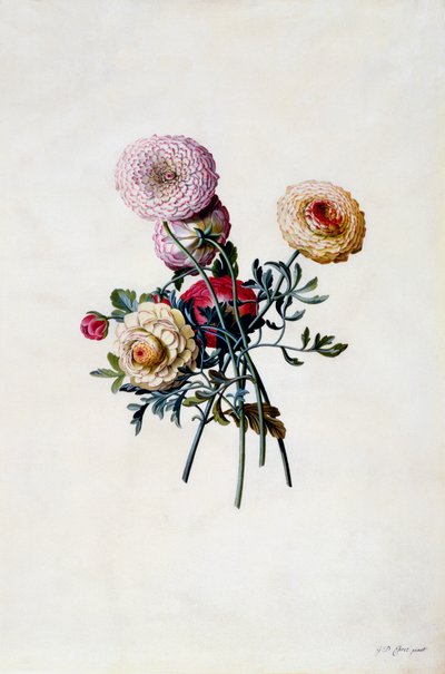 Ranuncoli Misti, c. 1743 da "Georg Dionysius Ehret