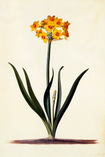Narciso, c. 1745 incisione colorata a mano da "Georg Dionysius Ehret