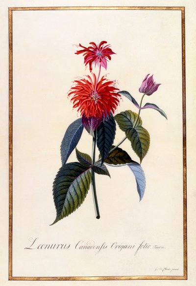 Pianta di tè di Oswego da "Georg Dionysius Ehret