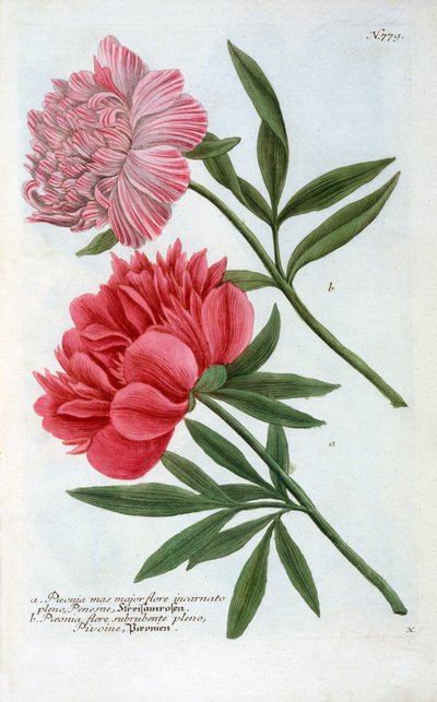 Paeonia, incisione colorata a mano del 1737 da "Georg Dionysius Ehret