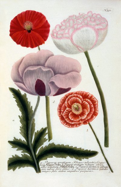 Papavero, 1737 incisione colorata a mano da "Georg Dionysius Ehret