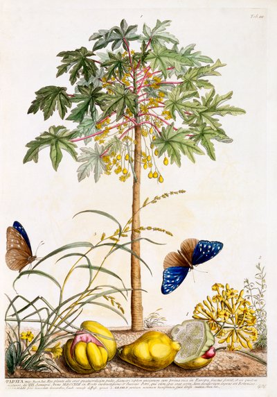 Papaya, c. 1748 incisione colorata a mano da "Georg Dionysius Ehret