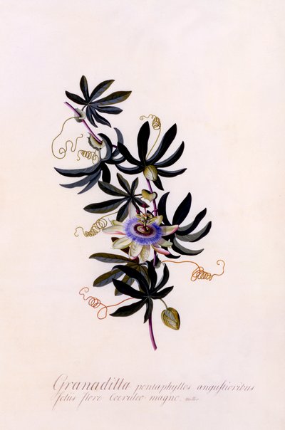 Passiflora Granadilla, c. 1745 da "Georg Dionysius Ehret