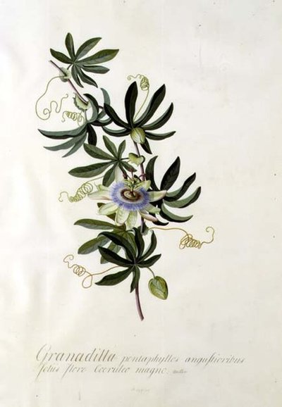 Fiore della Passione da Georg Dionysius Ehret