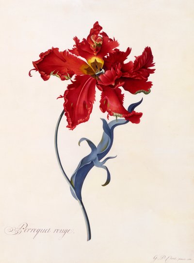 Pappagallo Rosso, c. 1744 incisione colorata a mano da "Georg Dionysius Ehret