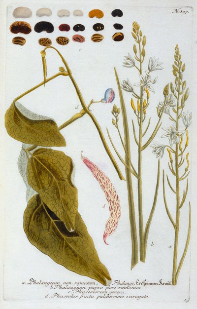 Phalangium, 1737 da "Georg Dionysius Ehret