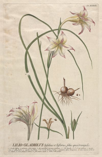 Plantae Selectae: No. 39 - Lilio-Gladiolus da Georg Dionysius Ehret
