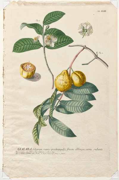 Plantae Selectae: No. 43 - Guaiaba da Georg Dionysius Ehret