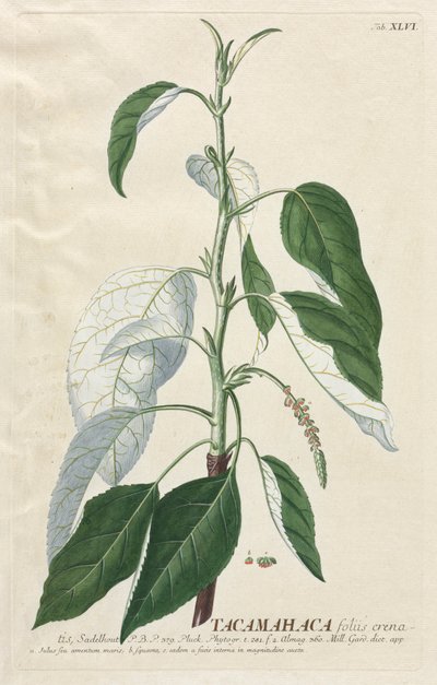 Plantae Selectae: No. 46 - Tacamahaca da Georg Dionysius Ehret