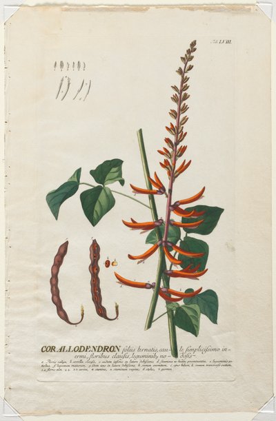 Plantae Selectae: No. 58 - Corallodendron da Georg Dionysius Ehret