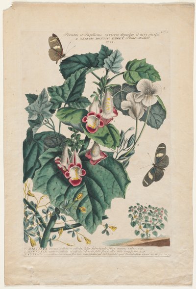 Plantae et Papiliones rariores: Martynia da Georg Dionysius Ehret