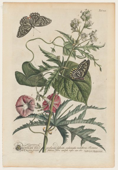 Plantae et papiliones rariores: No. 7 da Georg Dionysius Ehret