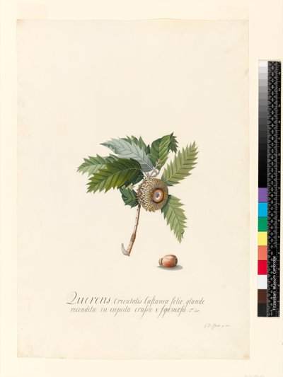 Quercus Orientalis, 1742 da Georg Dionysius Ehret