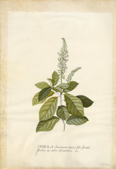 Spiraea da Georg Dionysius Ehret