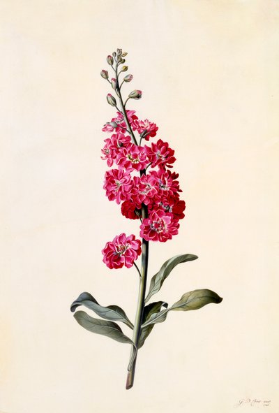 Stock Matthiola Incana, ca. 1746 incisione colorata a mano da "Georg Dionysius Ehret