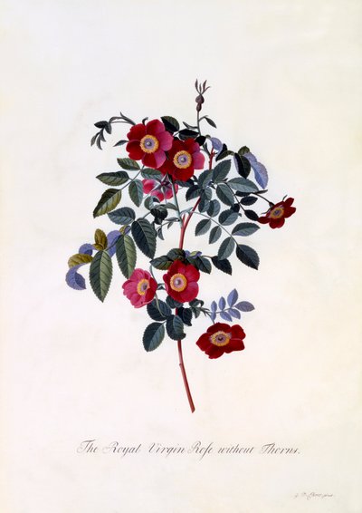 La rosa vergine reale senza spine da "Georg Dionysius Ehret