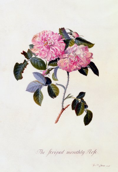 La rosa mensile a strisce, c. 1745 incisione colorata a mano da "Georg Dionysius Ehret