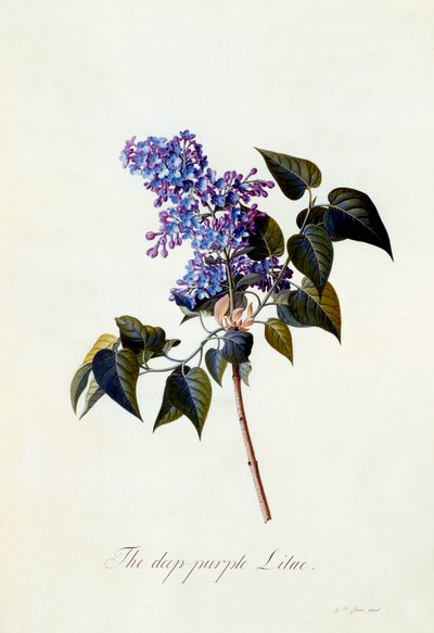Il lillà viola scuro da "Georg Dionysius Ehret
