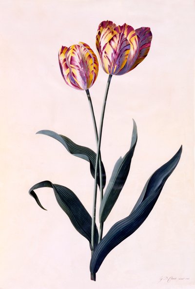 Tulipano, c. 1744 incisione colorata a mano da "Georg Dionysius Ehret