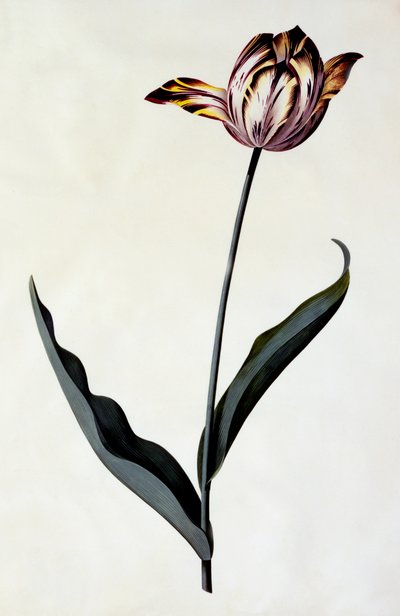 Tulipano da "Georg Dionysius Ehret