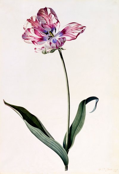 Tulipano, c. 1745 incisione colorata a mano da "Georg Dionysius Ehret