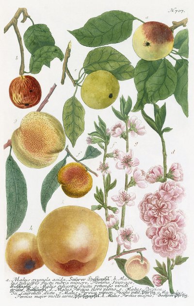 Varie mele da Georg Dionysius Ehret
