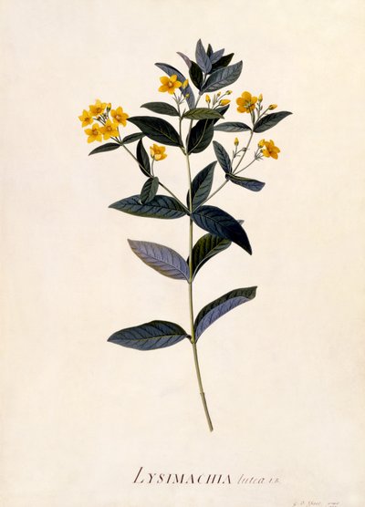 Lysimachia vulgaris, c.1760 da Georg Dionysius Ehret
