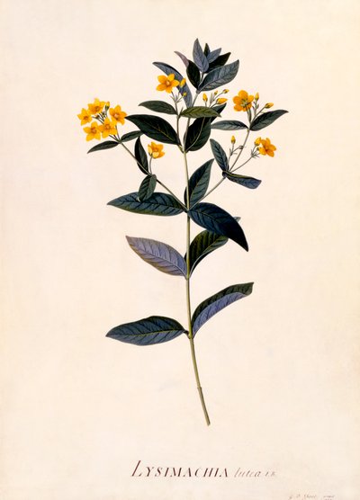 Lysimachia vulgaris da "Georg Dionysius Ehret