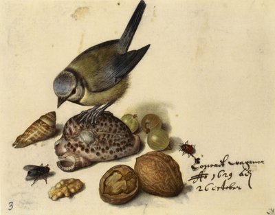 Natura morta con cincia, conchiglie, frutti e insetti da Georg Flegel