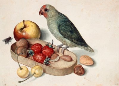 Natura morta con pappagallo nano da Georg Flegel