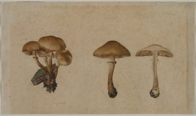 Funghi da Georg Wilhelm Baurenfeind
