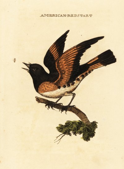 Pigliamosche americano, Setophaga ruticilla da George (after) Edwards
