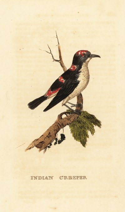 Rampichino americano o rampichino bruno, Certhia americana da George (after) Edwards