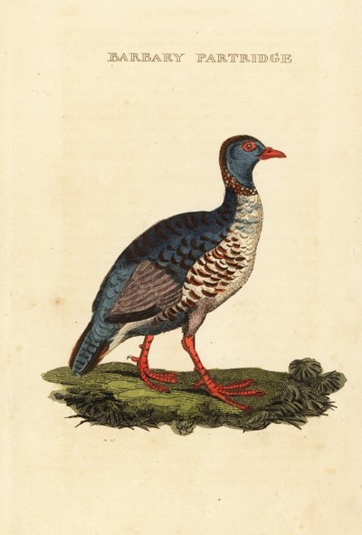 Pernice di Barberia, Alectoris barbara da George (after) Edwards