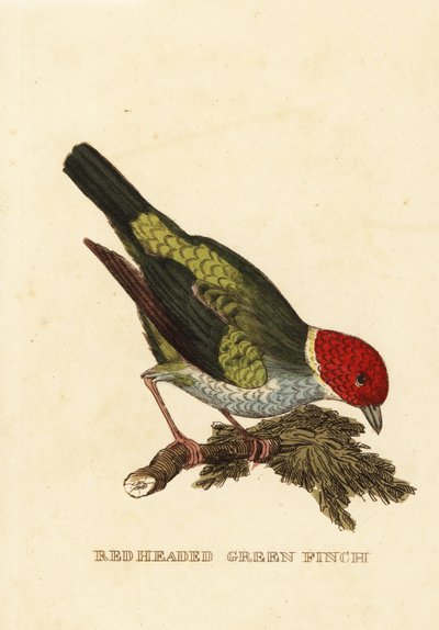 Tangara testacastana, Tangara gyrola da George (after) Edwards