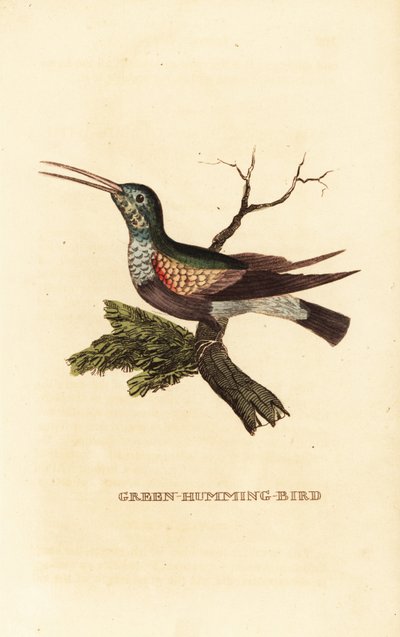 Colibrì ventre nero, Eupherusa nigriventris, femmina da George (after) Edwards