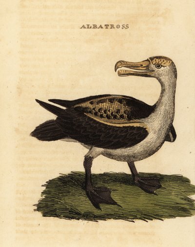 Albatros sopracciglio nero, Thalassarche melanophris da George (after) Edwards