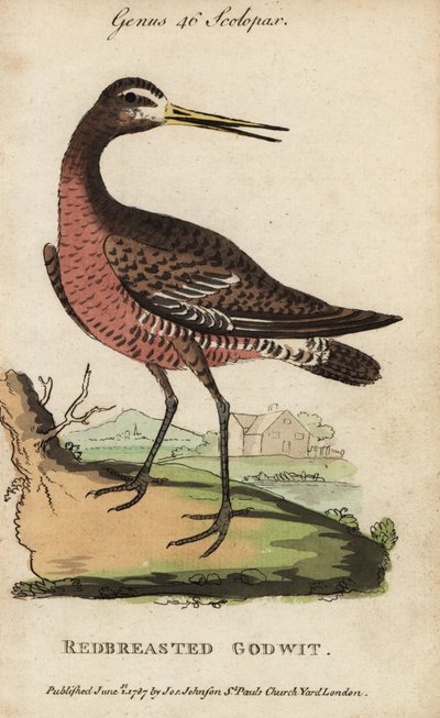 Pivieressa, Limosa limosa da George (after) Edwards