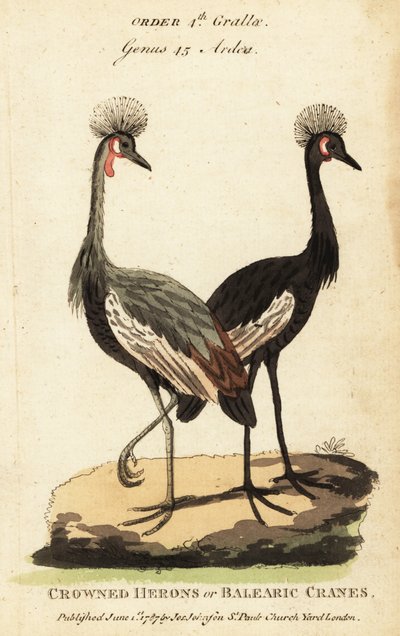Gru coronata nera, Balearica pavonina da George (after) Edwards
