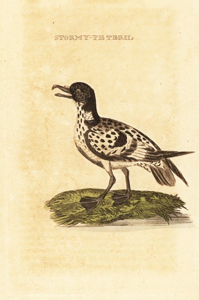 Petrello del Capo, Daption capense da George (after) Edwards