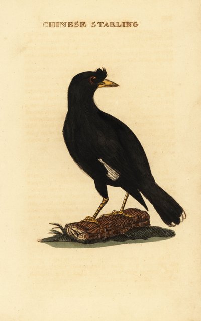Myna crestato, Acridotheres cristatellus da George (after) Edwards