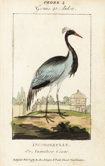 Damigella o gru numidica, Grus virgo da George (after) Edwards