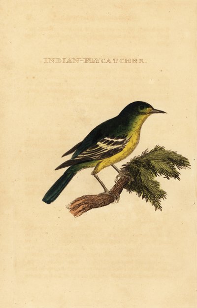 Pigliamosche dal dorso verde, Ficedula elisae da George (after) Edwards