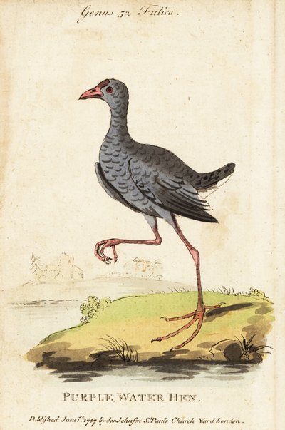 Pollo sultano testagrigia, Porphyrio poliocephalus da George (after) Edwards