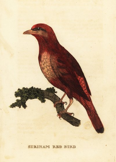 Cotinga rossa della Guiana, Phoenicircus carnifex da George (after) Edwards