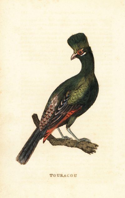 Turaco della Guinea o turaco verde, Tauraco persa da George (after) Edwards
