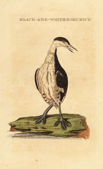 Svasso cornuto, giovane, Podiceps auritus da George (after) Edwards